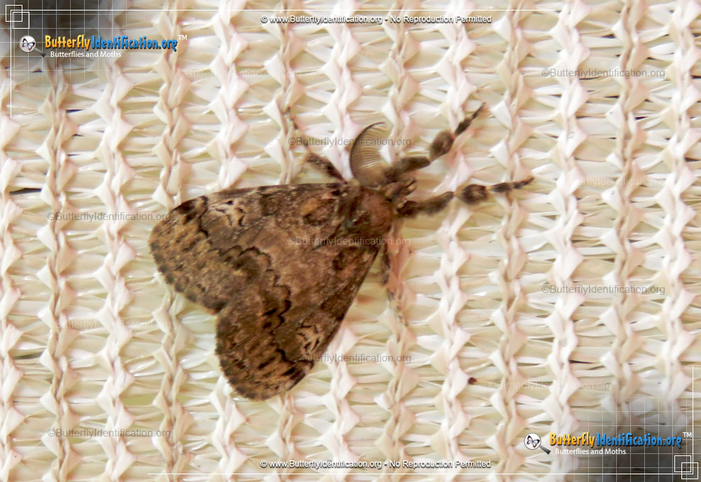 Full-sized image #1 of the Fir Tussock Moth