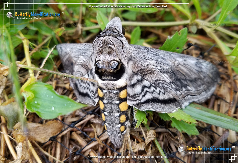 Full-sized image #1 of the Five-spotted Hawk Moth