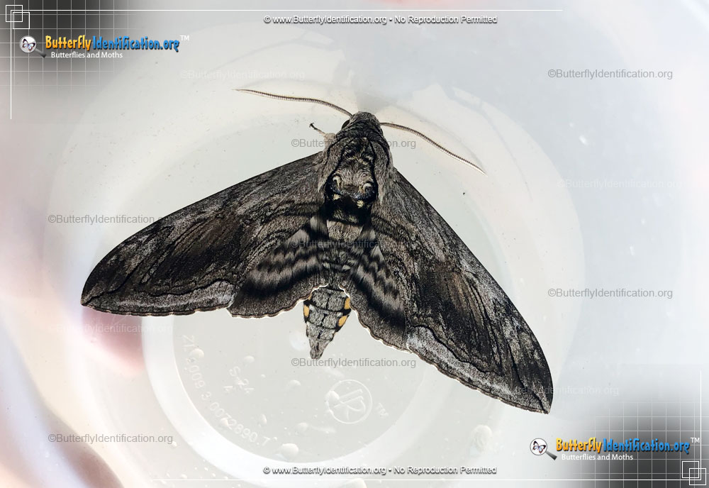 Full-sized image #2 of the Five-spotted Hawk Moth