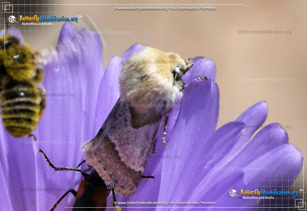 Full-sized image #1 of the Flower Moth