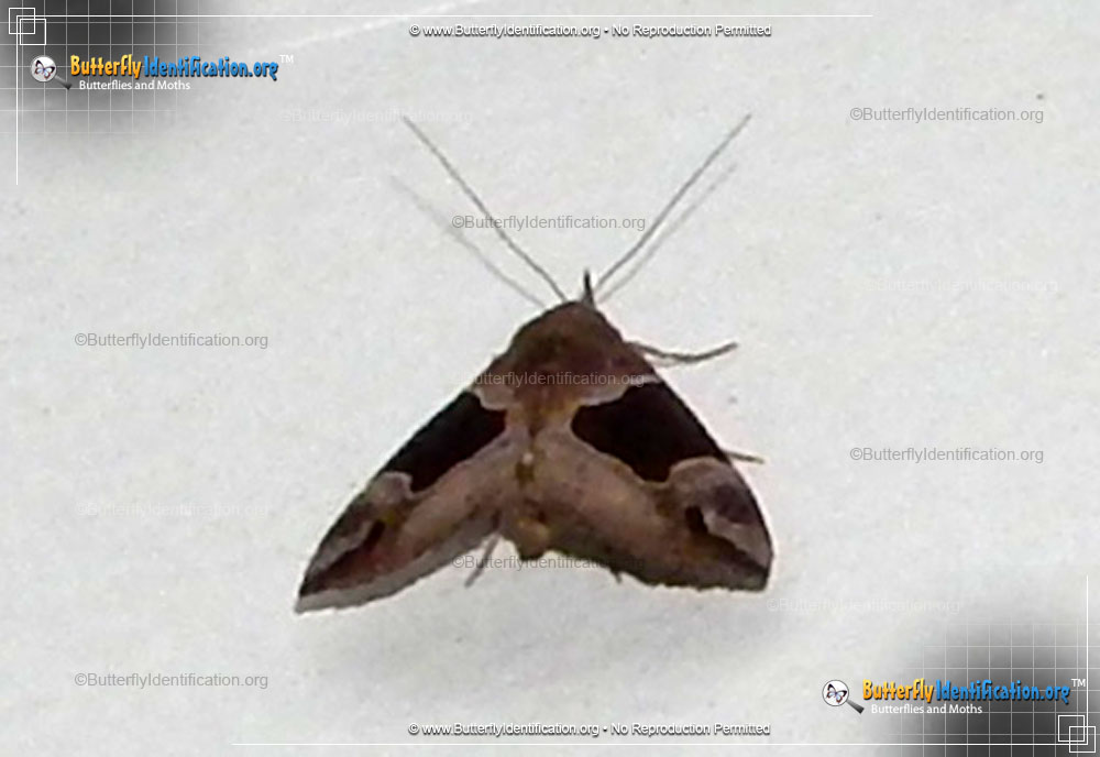 Full-sized image #1 of the Flowing-line Hypena Moth