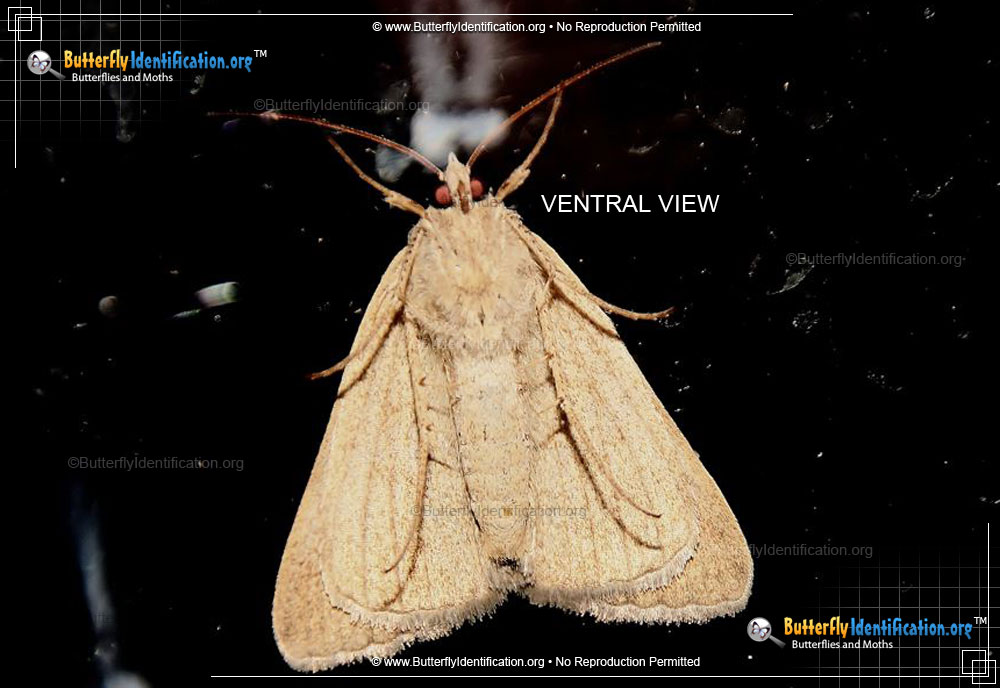 Full-sized image #4 of the Forage Looper Moth