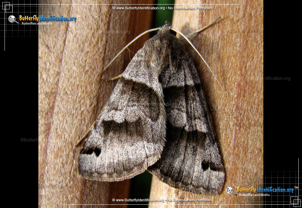 Full-sized image #1 of the Forage Looper Moth