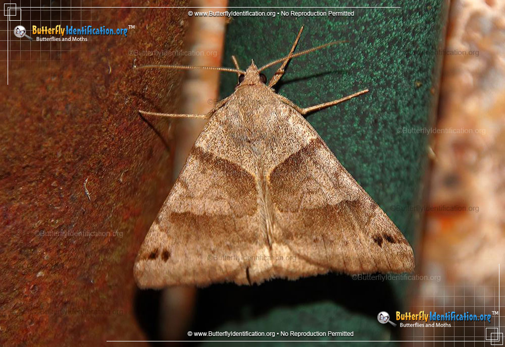 Full-sized image #2 of the Forage Looper Moth
