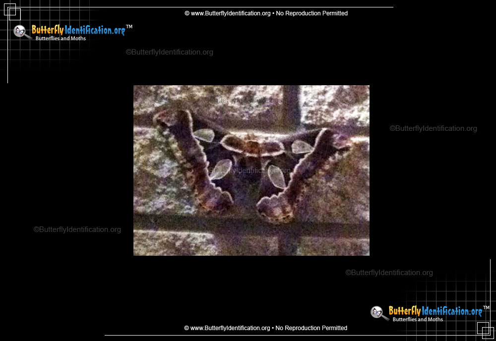 Full-sized image #1 of the Forbe's Silk Moth
