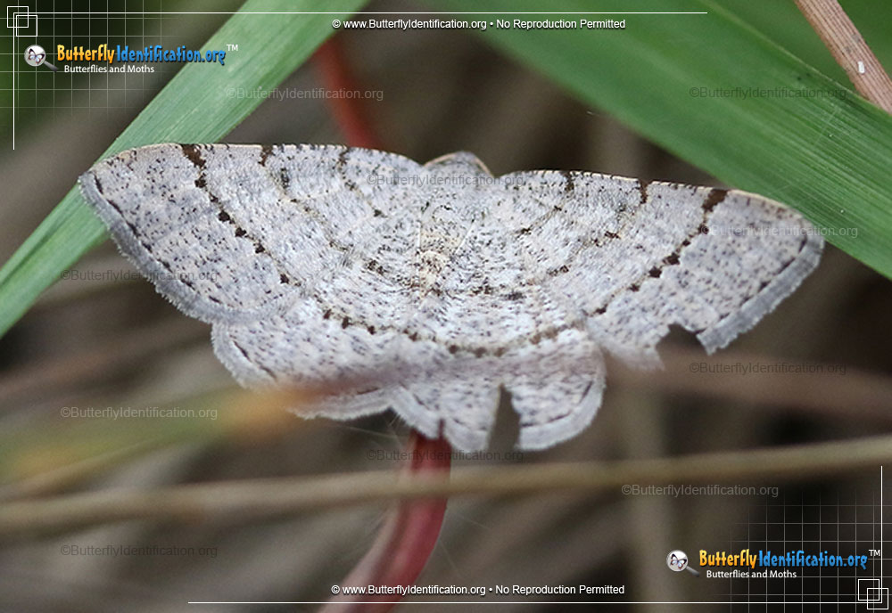 Full-sized image #1 of the Four-barred-Gray Moth