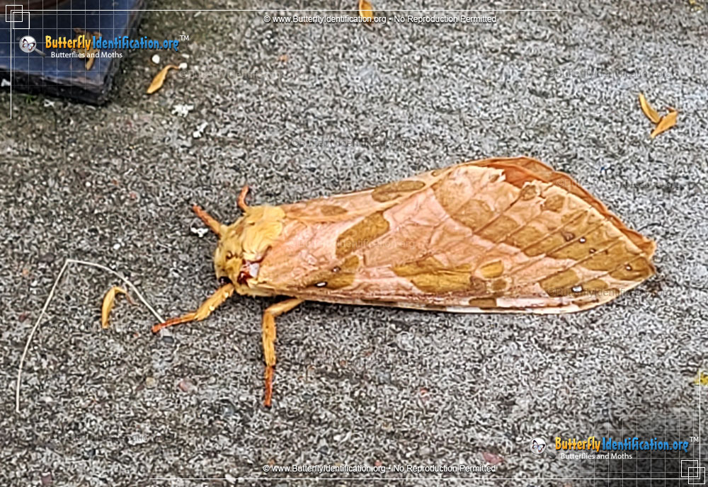 Full-sized image #1 of the Four-spotted Ghost Moth