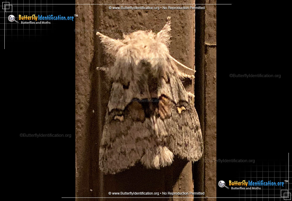 Full-sized image #1 of the Four-spotted Gluphisia Moth