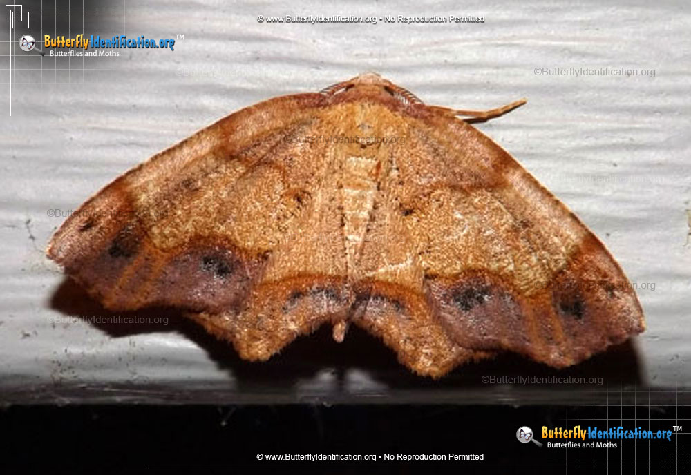 Full-sized image #2 of the Friendly Probole Moth