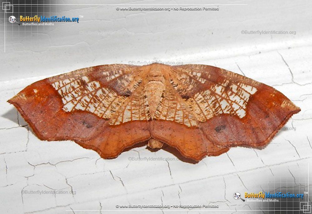Full-sized image #1 of the Friendly Probole Moth
