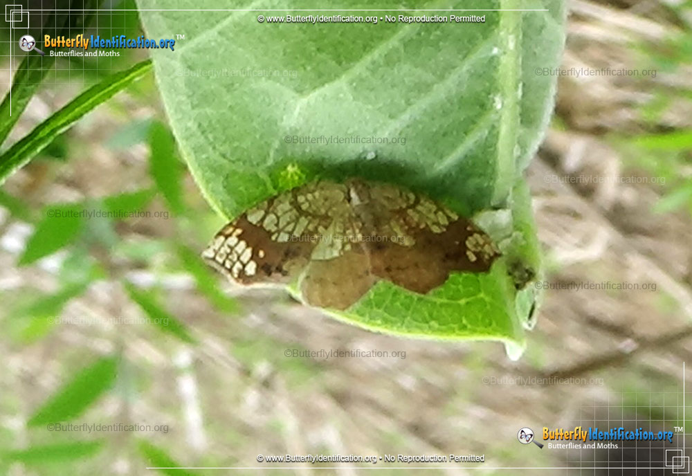 Full-sized image #3 of the Friendly Probole Moth