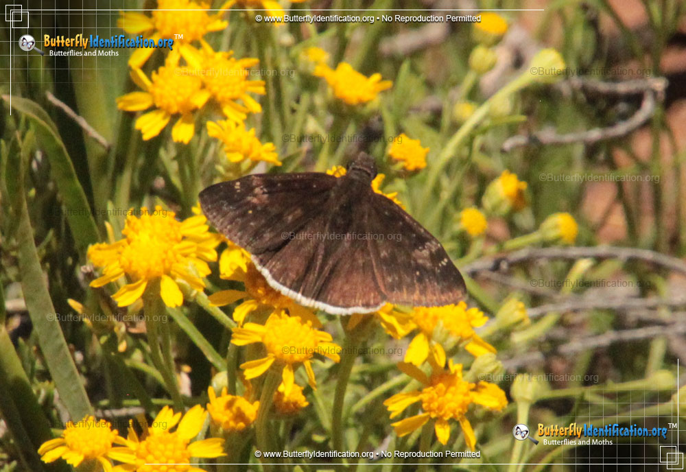 Full-sized image #1 of the Funereal Duskywing Butterfly