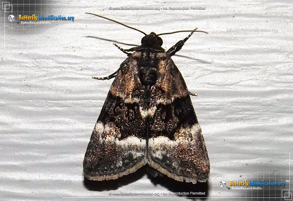 Full-sized image #1 of the George's Midget Moth