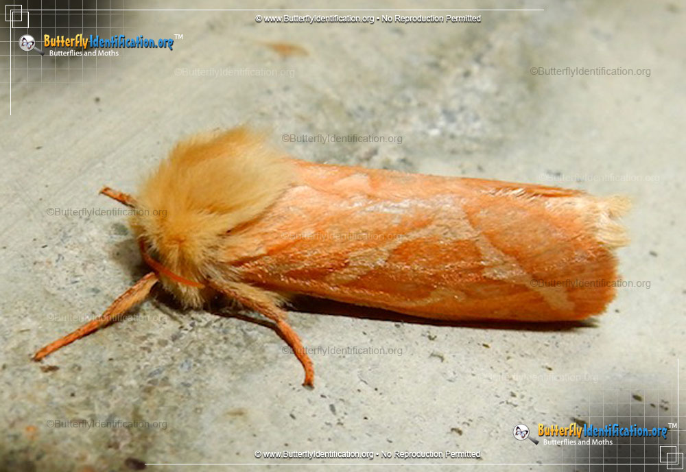 Full-sized image #1 of the Ghost Moth