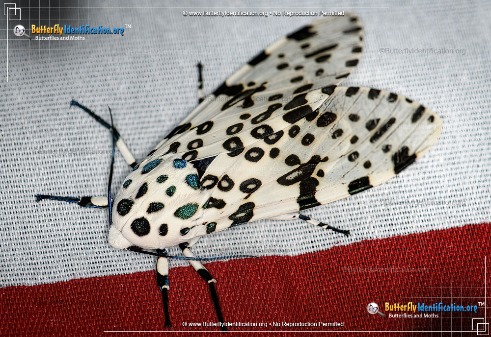 Full-sized image #1 of the Giant Leopard Moth