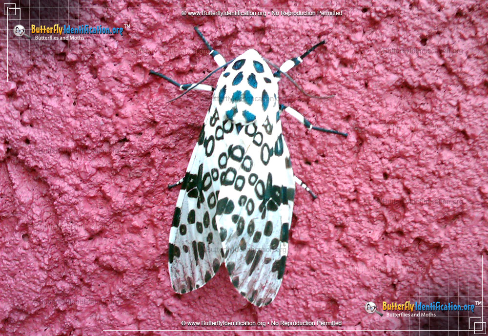 Full-sized image #3 of the Giant Leopard Moth