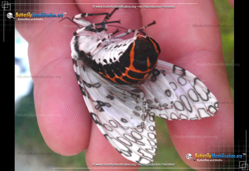 Full-sized image #4 of the Giant Leopard Moth