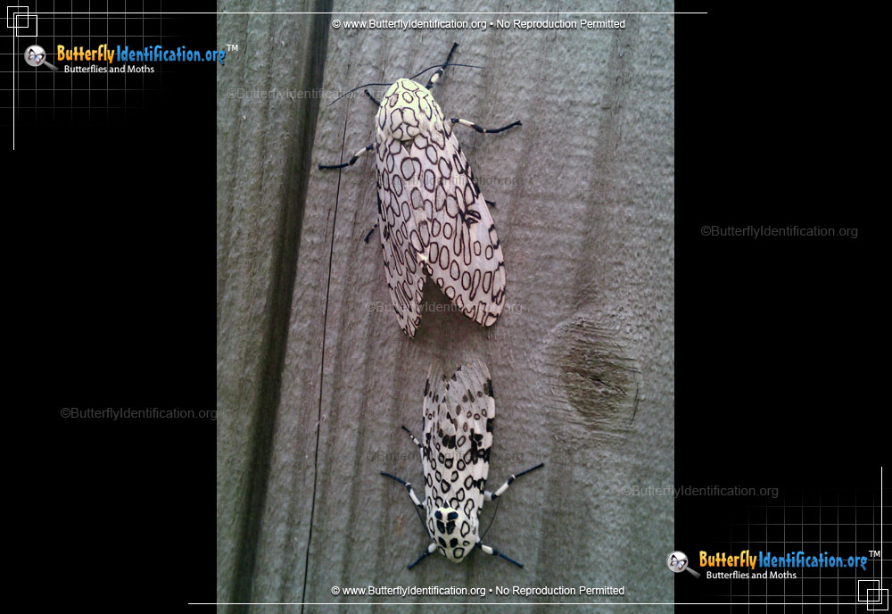 Full-sized image #5 of the Giant Leopard Moth