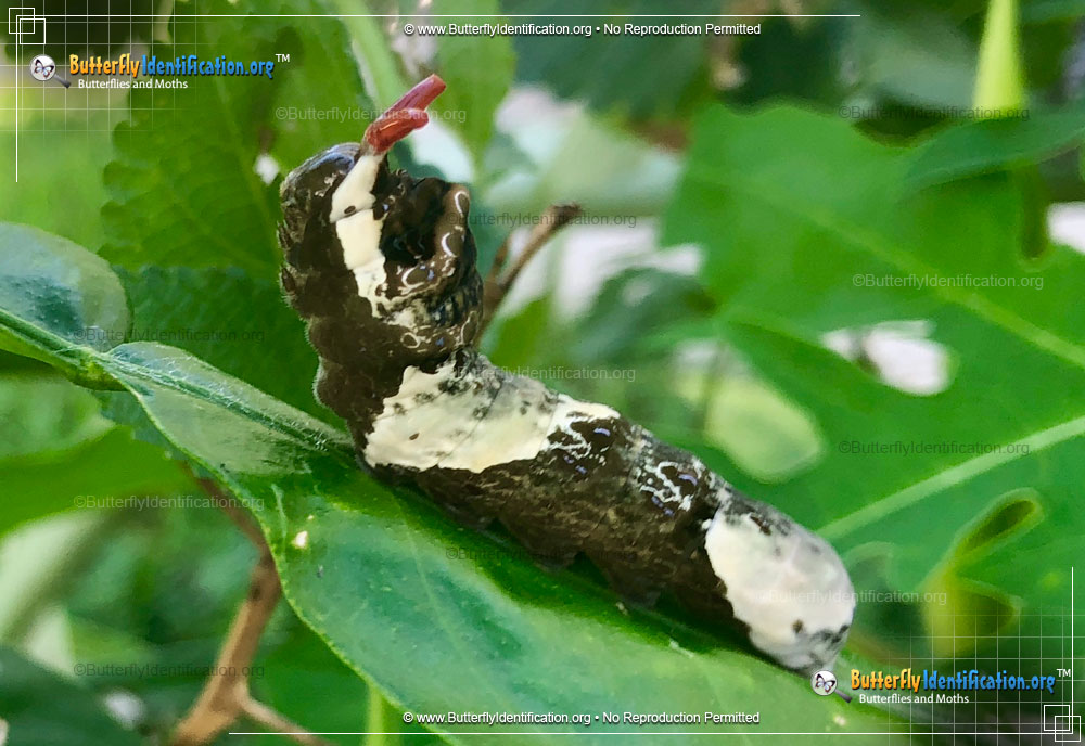 Full-sized caterpillar image of the Giant Swallowtail Butterfly