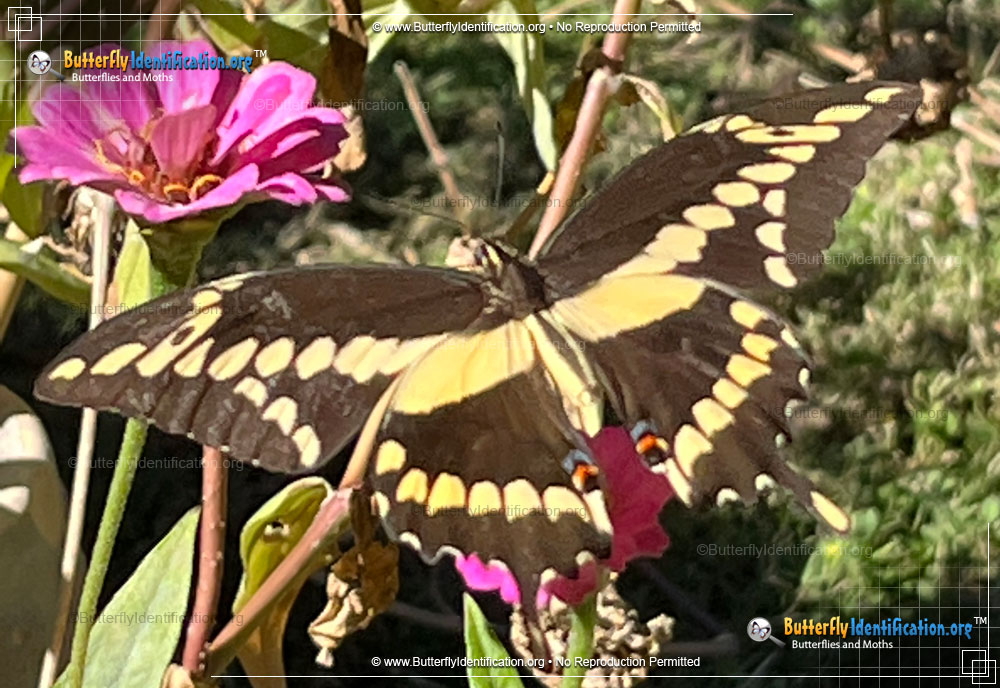 Full-sized image #3 of the Giant Swallowtail Butterfly