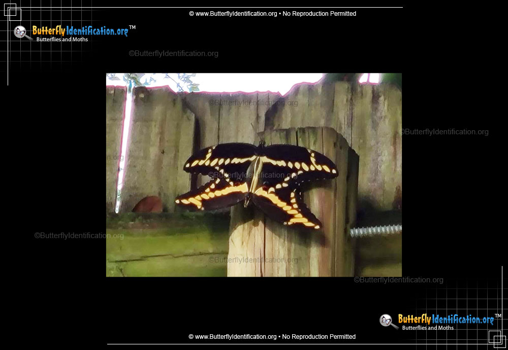 Full-sized image #4 of the Giant Swallowtail Butterfly