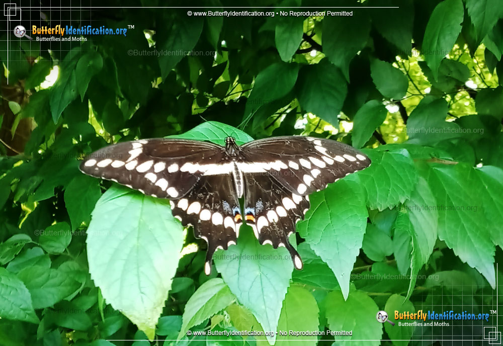 Full-sized image #1 of the Giant Swallowtail Butterfly