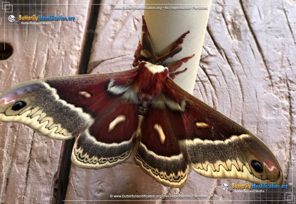 Full-sized image #1 of the Glover's Silkmoth