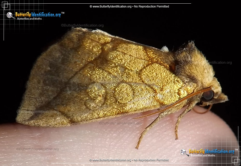 Full-sized image #1 of the Gold Moth