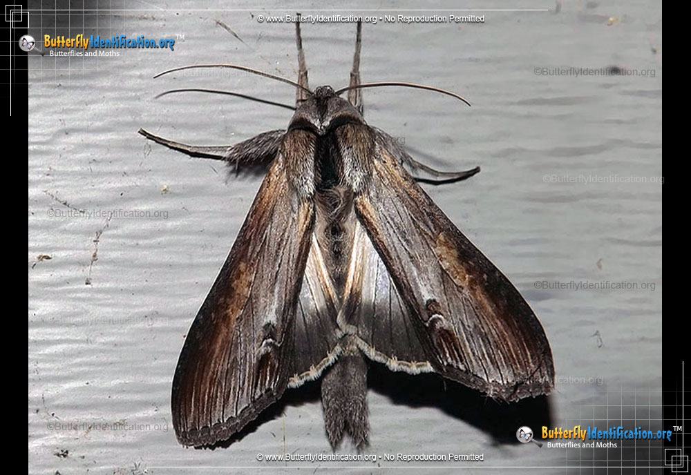 Full-sized image #1 of the Goldenrod Hooded Owlet Moth