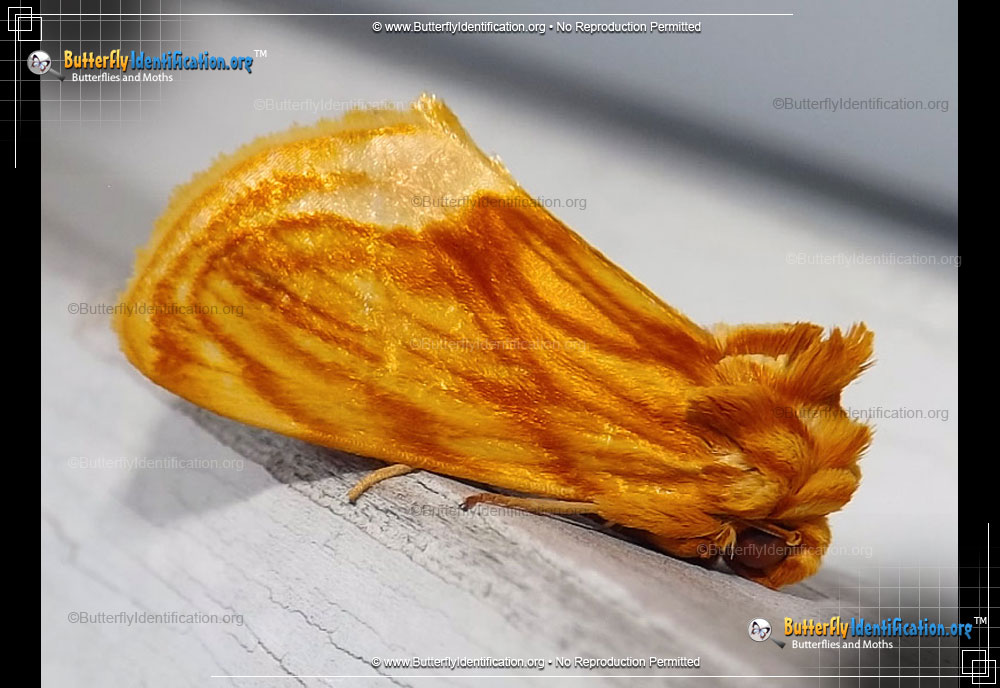 Full-sized image #1 of the Goldenrod Stowaway Moth