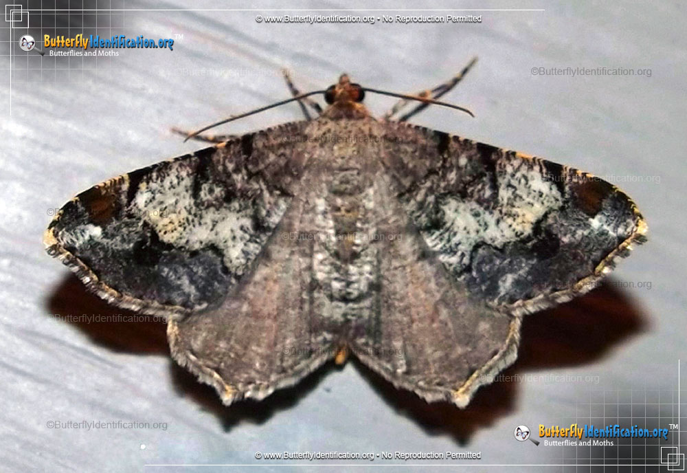 Full-sized image #1 of the Granite Moth