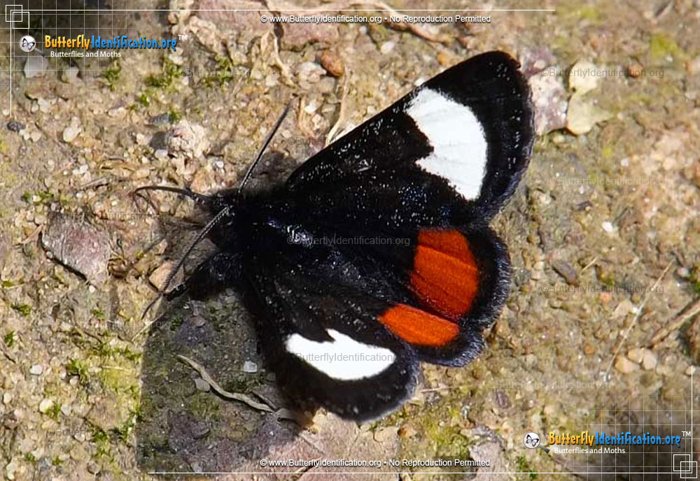 Full-sized image #1 of the Grapevine Epimenis Moth