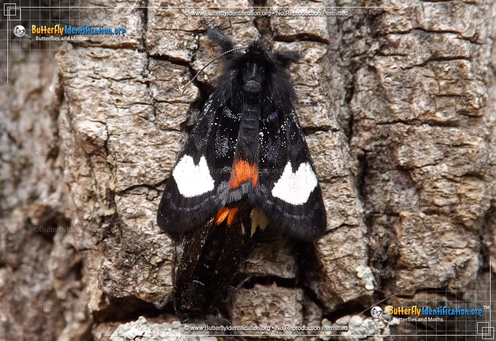 Full-sized image #3 of the Grapevine Epimenis Moth