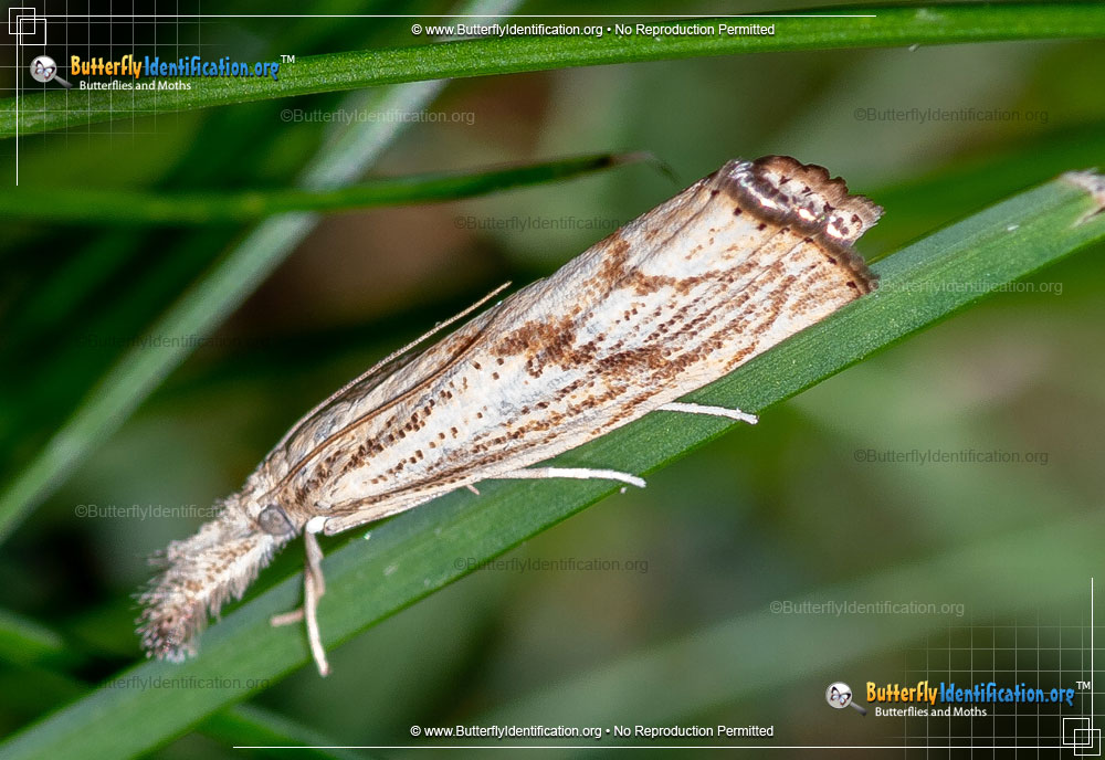 Full-sized image #1 of the Grass-Veneer Moth - <em>Agriphila</em>