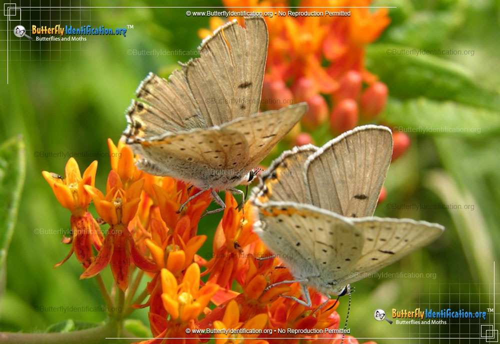 Full-sized image #4 of the Gray Copper Butterfly
