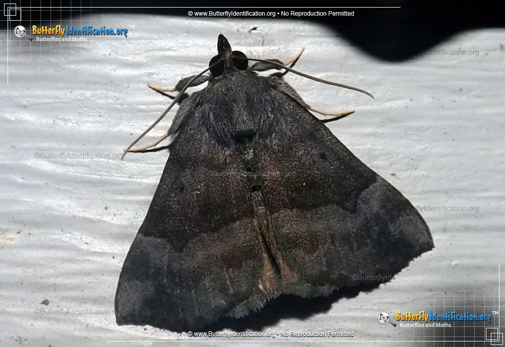 Full-sized image #1 of the Gray-edged Hypena Moth