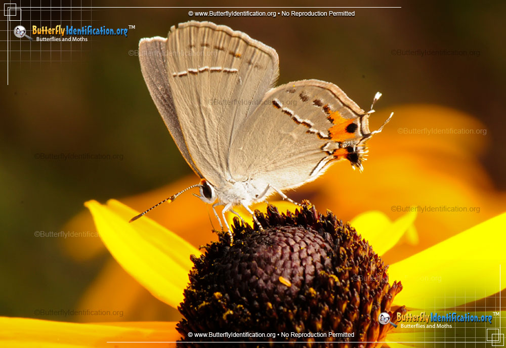 Full-sized image #1 of the Gray Hairstreak Butterfly