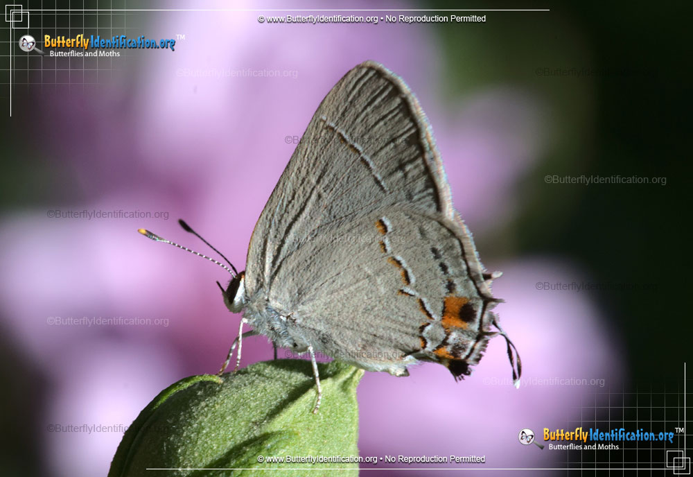 Full-sized image #4 of the Gray Hairstreak Butterfly