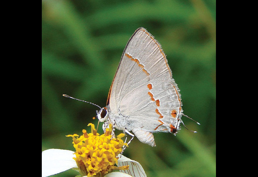 Full-sized image #1 of the Gray Ministreak Butterfly