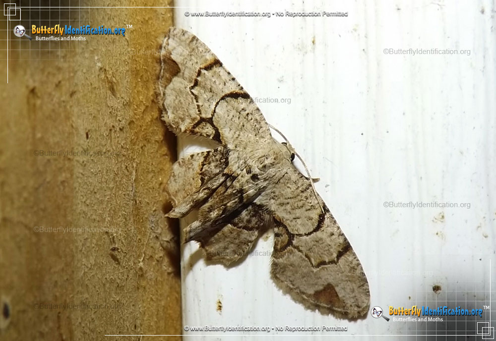 Full-sized image #1 of the Gray Scoopwing Moth