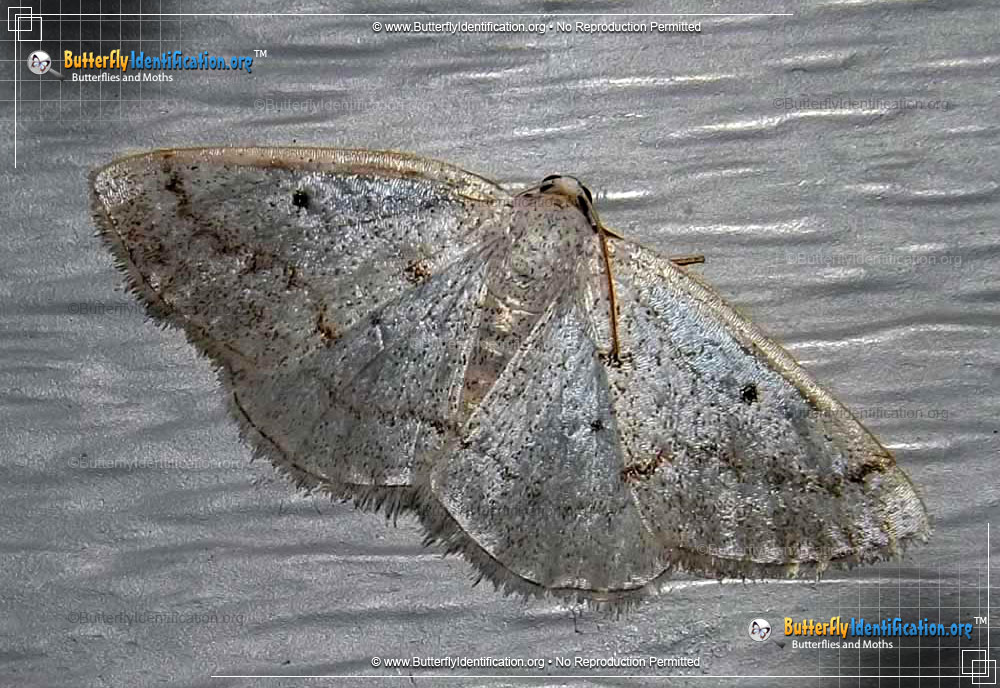 Full-sized image #1 of the Gray Spring Moth