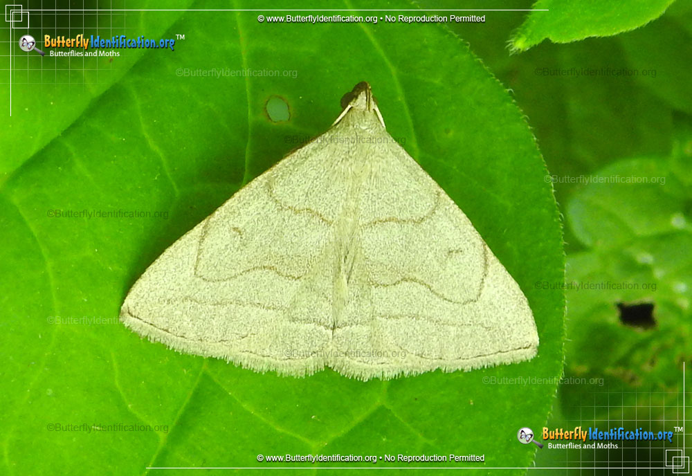 Full-sized image #1 of the Grayish Zanclognatha Moth