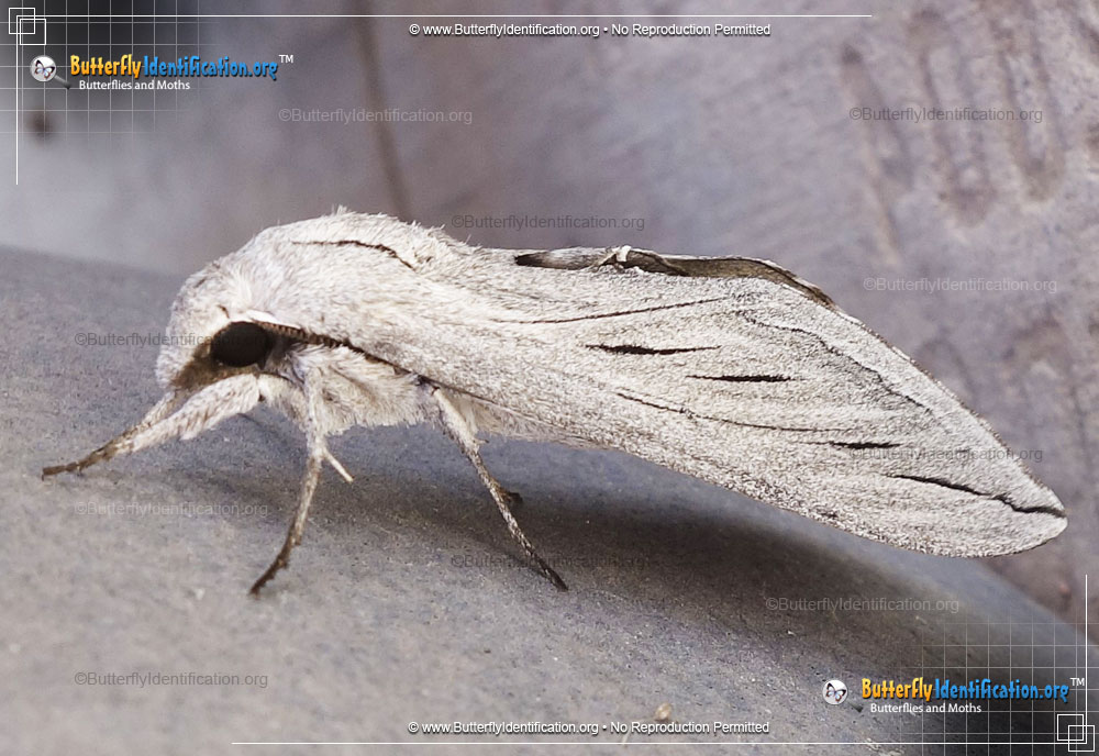 Full-sized image #1 of the Great Ash Sphinx Moth