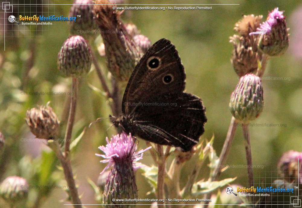 Full-sized image #1 of the Great Basin Wood-Nymph Butterfly
