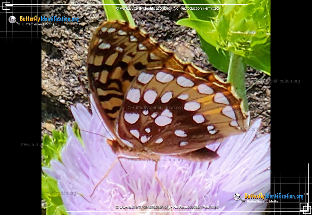 Full-sized image #4 of the Great Spangled Fritillary
