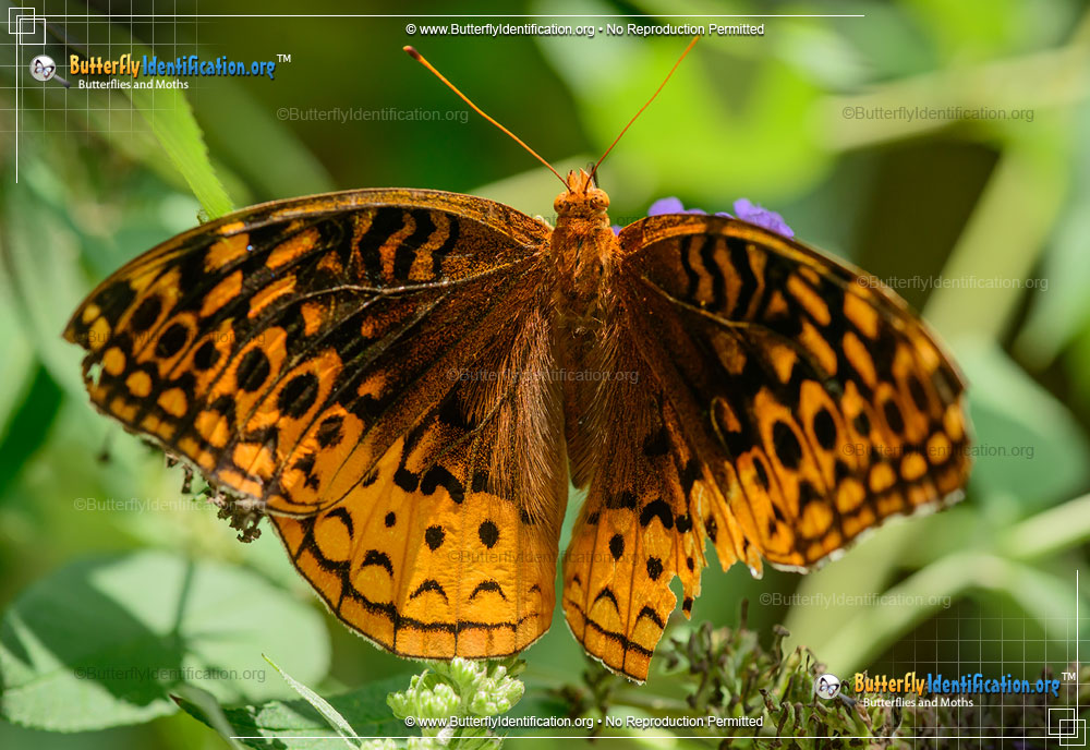 Full-sized image #3 of the Great Spangled Fritillary