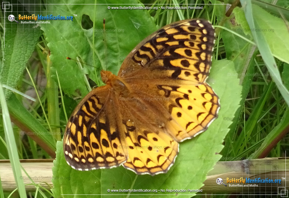 Full-sized image #1 of the Great Spangled Fritillary