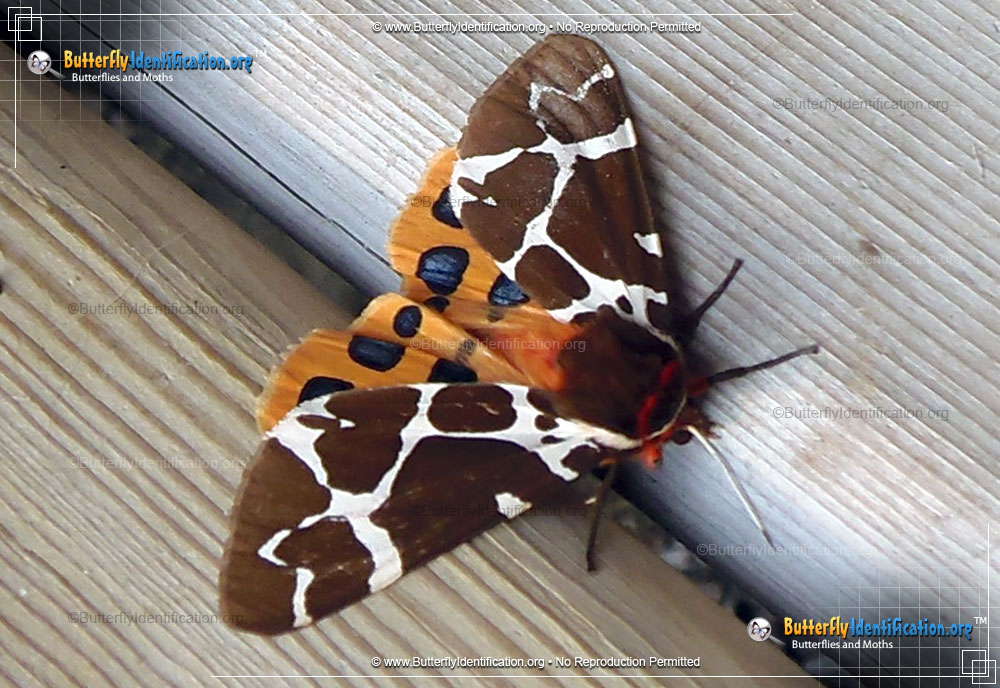 Full-sized image #1 of the Great Tiger Moth