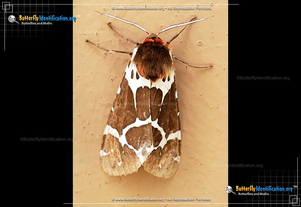 Full-sized image #2 of the Great Tiger Moth