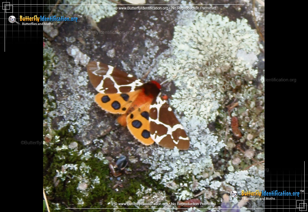 Full-sized image #3 of the Great Tiger Moth